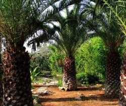 Villa Il Giardino: Garden