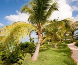 Villa Pepita: Garden