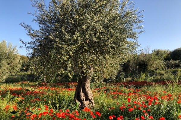 Villa-Avola-Garden