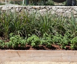 Villa-Avola-Vegetable-garden