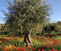 Villa-Avola-Garden