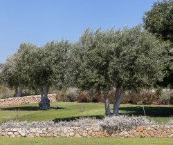 Villa-Avola-Garden