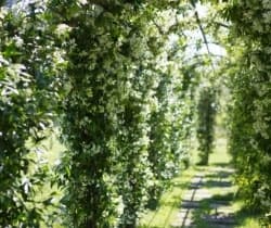 Villa-Cristofano-Garden