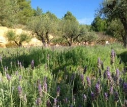 Villa Violeta-Garden