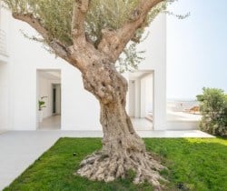 Villa-Zaffiri-Garden